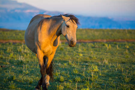 Wild horses range the Pryor Mountains outside Lovell, Wyoming.の写真素材
