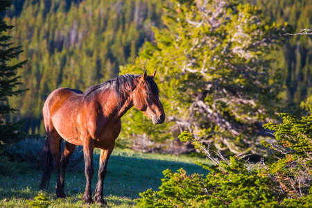 Wild horses range the Pryor Mountains outside Lovell, Wyoming.の写真素材