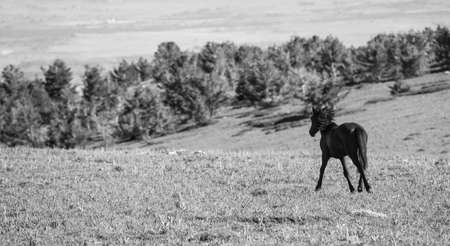Wild horses range the Pryor Mountains outside Lovell, Wyoming.の写真素材
