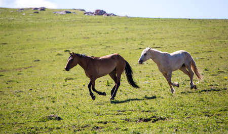 Wild horses range the Pryor Mountains outside Lovell, Wyoming.