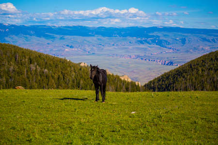 Wild horses range the Pryor Mountains outside Lovell, Wyoming.の写真素材