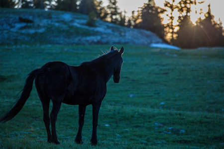 Wild horses range the Pryor Mountains outside Lovell, Wyoming.の写真素材