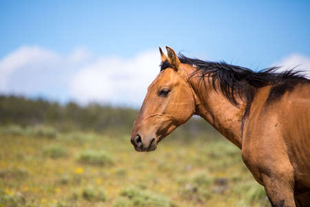 Wild horses range the Pryor Mountains outside Lovell, Wyoming.の写真素材