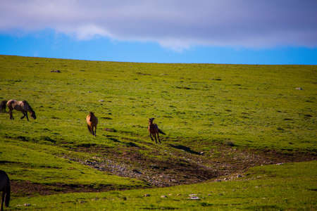 Wild horses range the Pryor Mountains outside Lovell, Wyoming.の写真素材