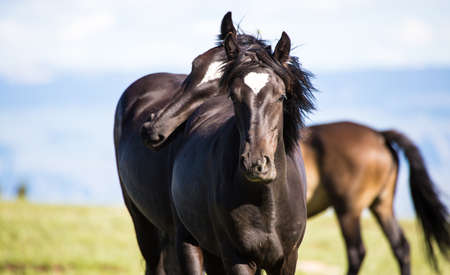 Wild horses range the Pryor Mountains outside Lovell, Wyoming.の写真素材