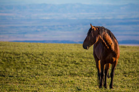 Wild horses range the Pryor Mountains outside Lovell, Wyoming.の写真素材