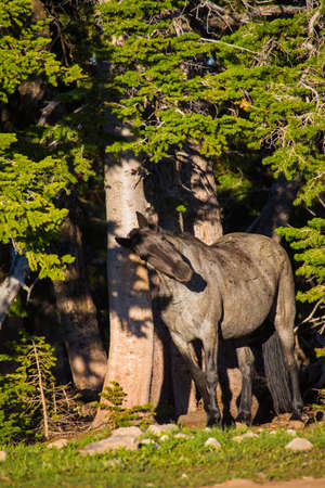 Wild horses range the Pryor Mountains outside Lovell, Wyoming.の写真素材
