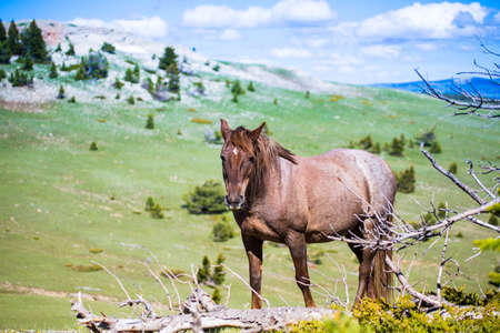 Wild horses range the Pryor Mountains outside Lovell, Wyoming.の写真素材