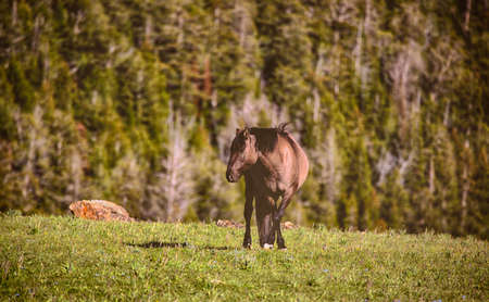 Wild horses range the Pryor Mountains outside Lovell, Wyoming.の写真素材