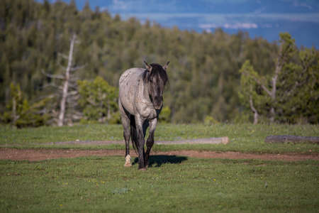 Wild horses range the Pryor Mountains outside Lovell, Wyoming.の写真素材