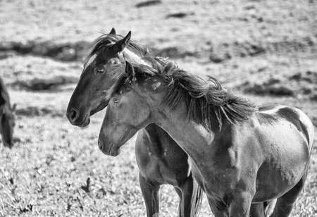 Wild horses range the Pryor Mountains outside Lovell, Wyoming.の写真素材