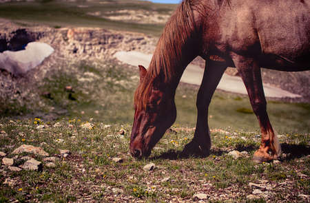 Wild horses range the Pryor Mountains outside Lovell, Wyoming.の写真素材