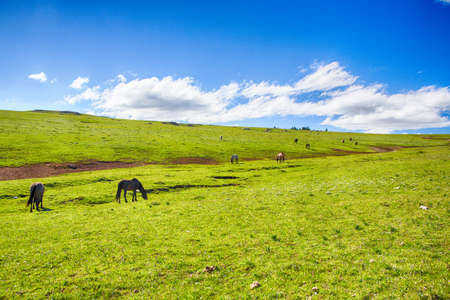 Wild horses range the Pryor Mountains outside Lovell, Wyoming.の写真素材