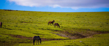 Wild horses range the Pryor Mountains outside Lovell, Wyoming.の写真素材