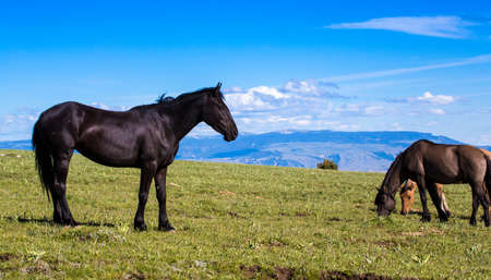 Wild horses range the Pryor Mountains outside Lovell, Wyoming.の写真素材