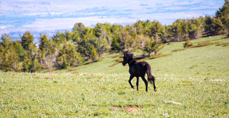 Wild horses range the Pryor Mountains outside Lovell, Wyoming.の写真素材