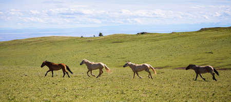 Wild horses range the Pryor Mountains outside Lovell, Wyoming.の写真素材