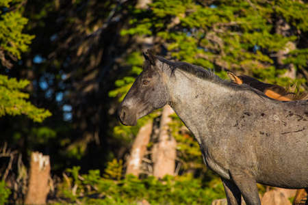 Wild horses range the Pryor Mountains outside Lovell, Wyoming.の写真素材