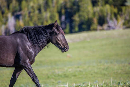 Wild horses range the Pryor Mountains outside Lovell, Wyoming.の写真素材