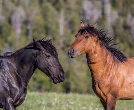Wild horses range the Pryor Mountains outside Lovell, Wyoming.の写真素材