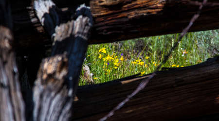 An old rustic corral fence used to gather Mustangs in the Pryor Mountains of Wyoming.の写真素材
