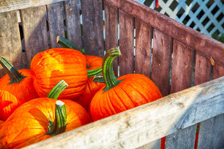A crate of pumpkins at a pumpkin patch in New Jersey.の写真素材