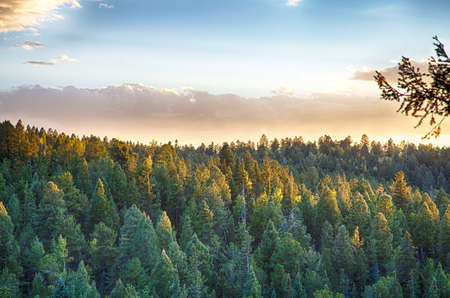 A sunset in the fall forests of Colorado with light illuminating the trees.の写真素材