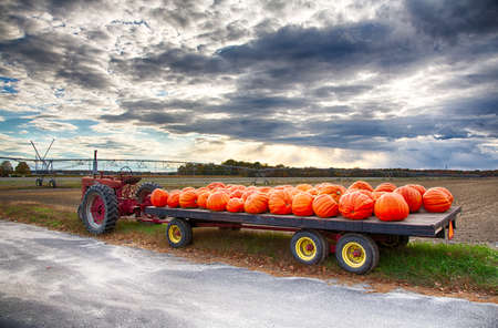 A tractor with a trailor full of freshly harvested pumpkins.のeditorial素材