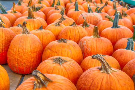 Pumpkin Harvest in Southern New Jersey ahead of the Halloween holiday.の写真素材