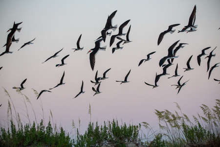 Black Skimmers nest on the south end of Wrightsville Beach, NC.