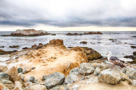 Landscape along the famous 17 Mile Drive in northern California near Carmel.の写真素材