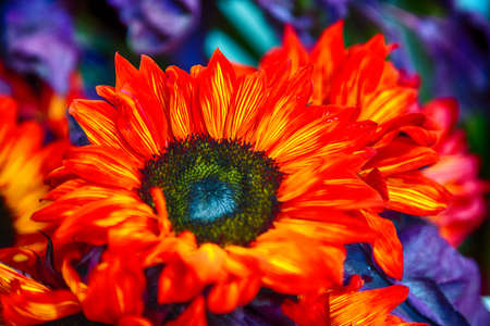 A Gerbera for sale at the San Francisco flower market.