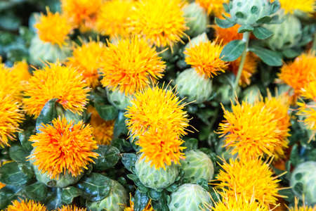An exotic yellow flower available at the San Francisco flower market.