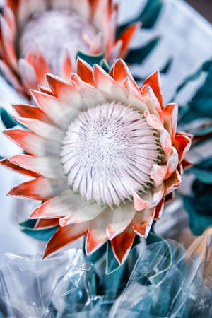 An exotic Protea Cynaroides a plant native to South Africa as seen at the San Francisco Flower Market.の写真素材
