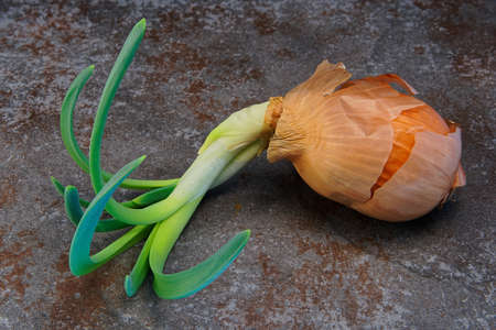 An onion past its use by date and now sprouting green shootsの写真素材
