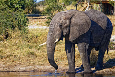 Male elephant drinking at a waterhole in Botswana, Africaの写真素材