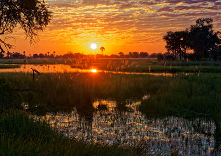 Sunset in the Okavango Delta, Botswana, Africaの写真素材
