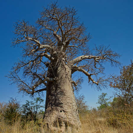 Baobab is the fruit of Africa's 'Tree of Life'.の写真素材