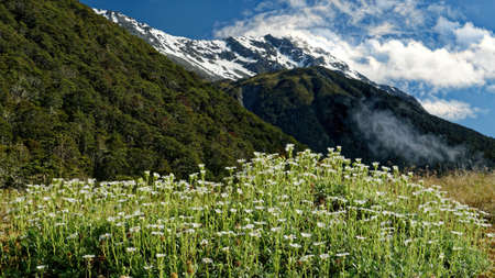 A patch of white daisies with a snowy mountain backdrop, St James Walkway, Lewis Pass, New Zealand.の写真素材
