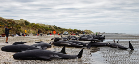 Dead pilot whales beached on Farewell Spit at the northern tip of New Zealand's South Island.のeditorial素材