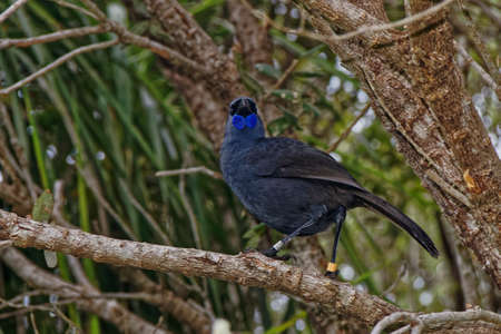 North Island kÅkako, Tiritiri Matangi Island bird sanctuary, New Zealand. Facing the camera.の写真素材