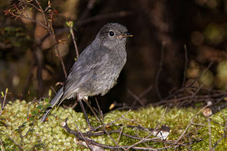 South island robin, toutouwai, protected endemic species of New Zealand. Kahurangi National Park.の写真素材