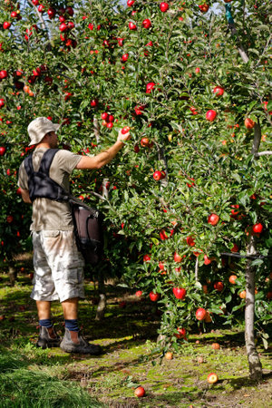 MOTUEKA, TASMAN/NEW ZEALAND â MARCH 10, 2017: [Seasonal worker, a young man picking apples on an orchard].のeditorial素材