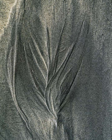 Nature's art. Black sand sculpted into a small plant by the receding tide on a beach on New Zealand's west coast.の写真素材