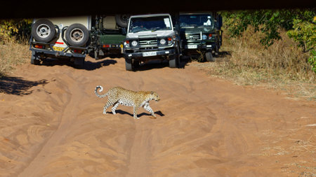 Chobe National Park, Botswana/Africa â June 1, 2017: [Tourist safari drivers jostle for position so their guests can see a leopard crossing the track, Chobe National Park, Botswana, Africa.]のeditorial素材