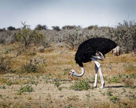 A male common ostrich, pecking and eating vegetation, Etosha National Park, Namibia, Africa.の写真素材