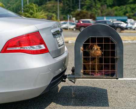Picton, Marlborough Sounds/New Zealand - February 2, 2020: At the car ferry port, a sad looking little dog in a car transport box waiting to cross the Cook Strait.のeditorial素材