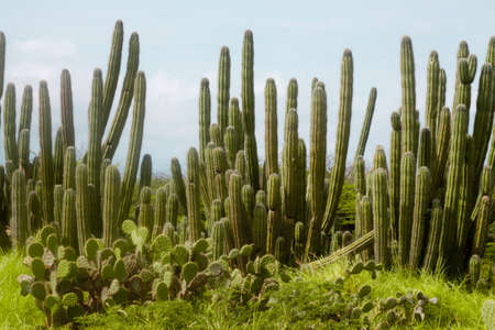 Aruba Cactus