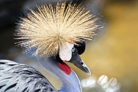 Close-up portrait of a Grey Crowned Crane  Balearica regulorum , the national bird of Ugandaの写真素材
