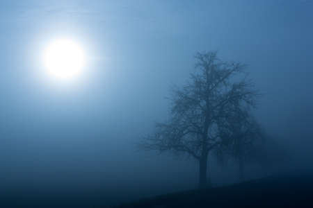 Silhouette of a tree on a foggy winter morning の写真素材